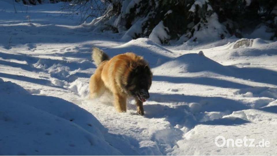 Am 10. Oktober war Welthundetag. Das sind eure Lieblinge. Bild: Leo Dietrich