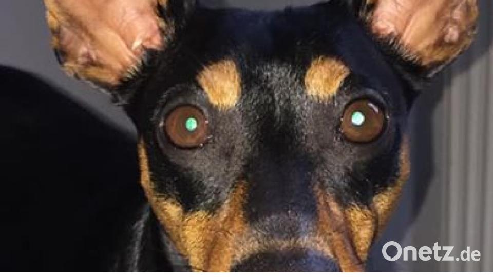 Am 10. Oktober war Welthundetag. Das sind eure Lieblinge. Bild: Sarah Frankenberger