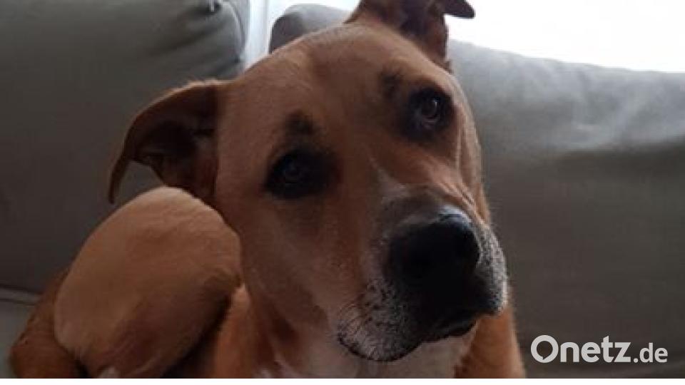 Zum Welthundetag zeigen die Nutzer von onetz.de Bilder ihrer Vierbeiner. Bild: Lissy Vrtlskrscht