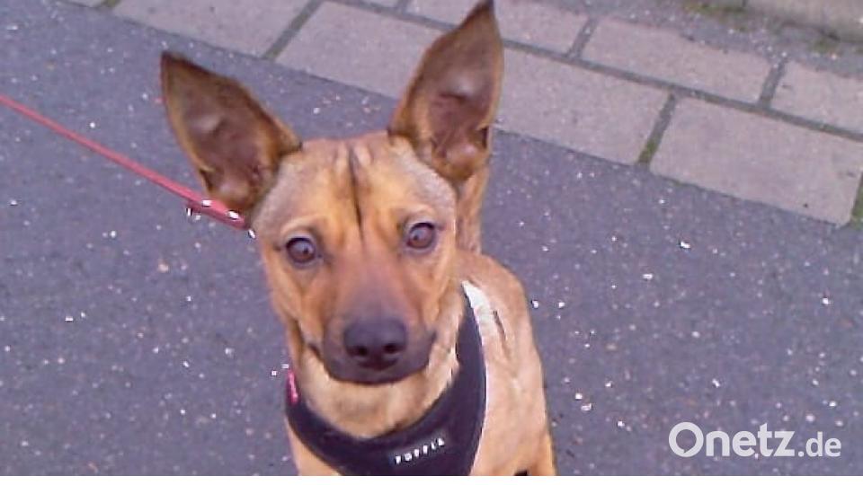 Zum Welthundetag zeigen unsere Nutzer Bilder Ihrer Vierbeiner. Bild: Lena Zander