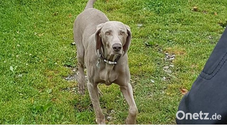 Am 10. Oktober war Welthundetag. Das sind eure Lieblinge. Bild: Jessi Ca