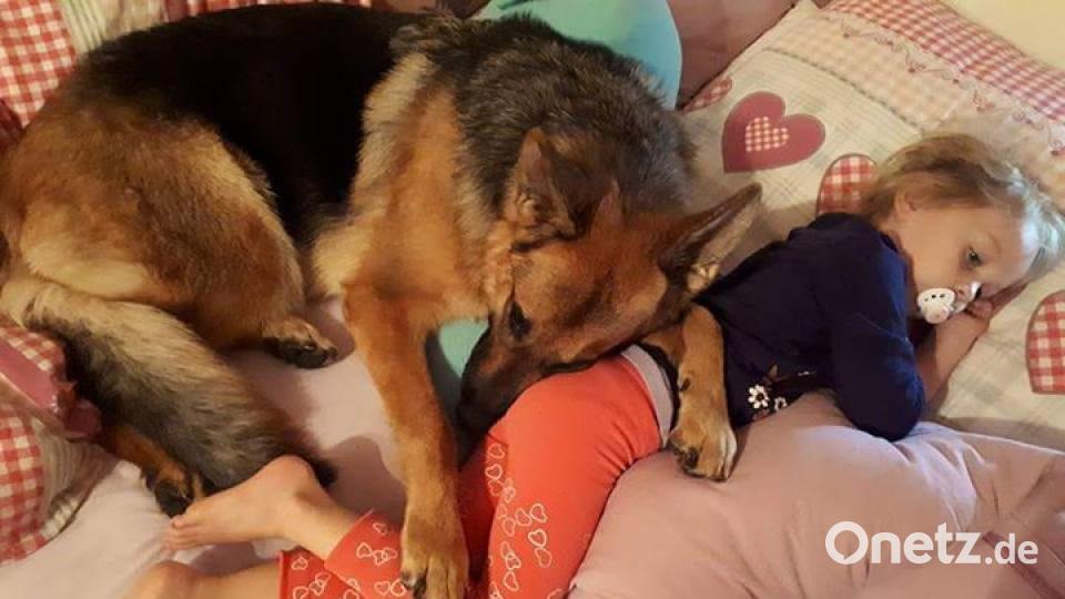 Am 10. Oktober war Welthundetag. Das sind eure Lieblinge. Bild: Sabrina Messer