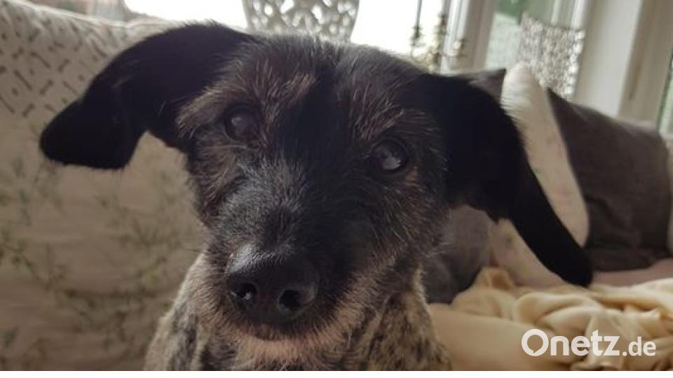 Zum Welthundetag zeigen die Nutzer von onetz.de Bilder ihrer Vierbeiner. Bild: Bi Gi