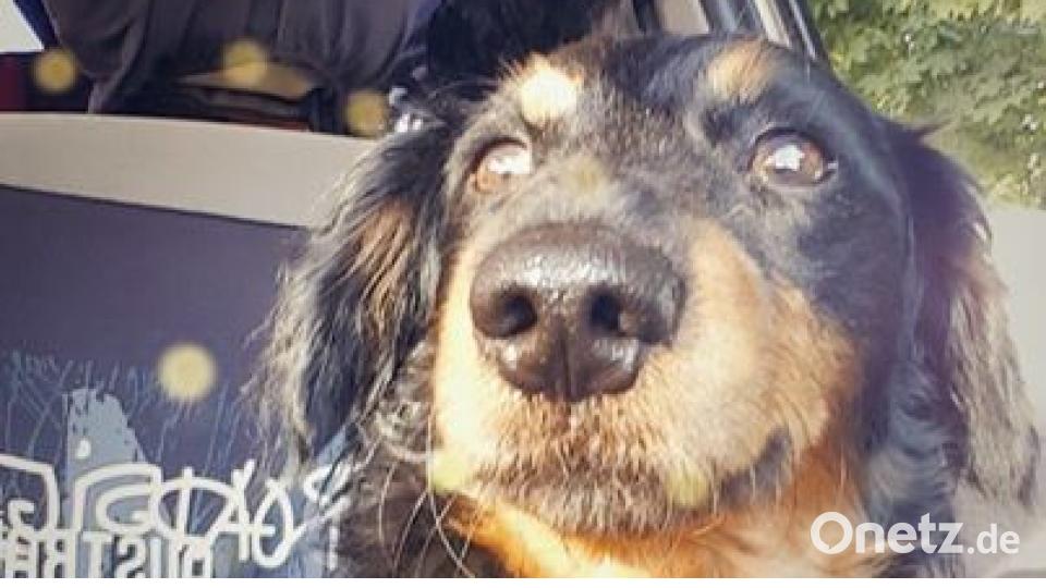 Am 10. Oktober war Welthundetag. Das sind eure Lieblinge. Bild: Sabine Weidner