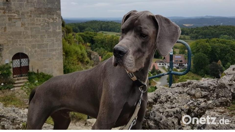 Am 10. Oktober war Welthundetag. Das sind eure Lieblinge. Bild: Nadine Zaunreither Reinhardt