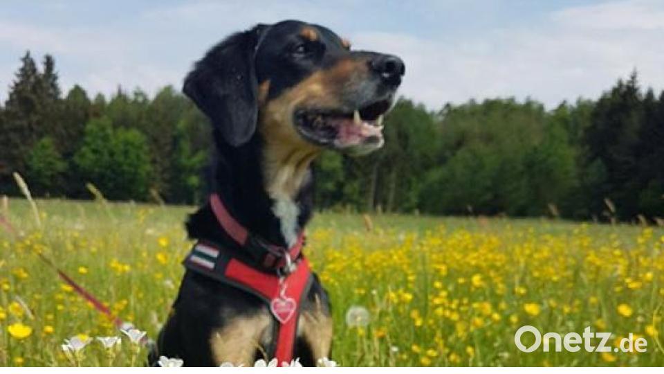 Am 10. Oktober war Welthundetag. Das sind eure Lieblinge. Bild: Thomas Schreiner