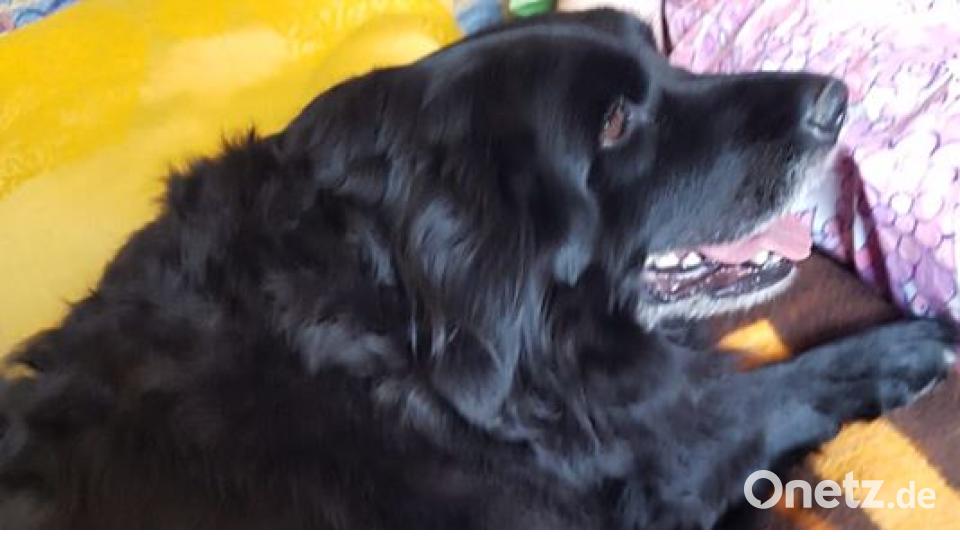 Am 10. Oktober war Welthundetag. Das sind eure Lieblinge. Bild: Simone Kraus