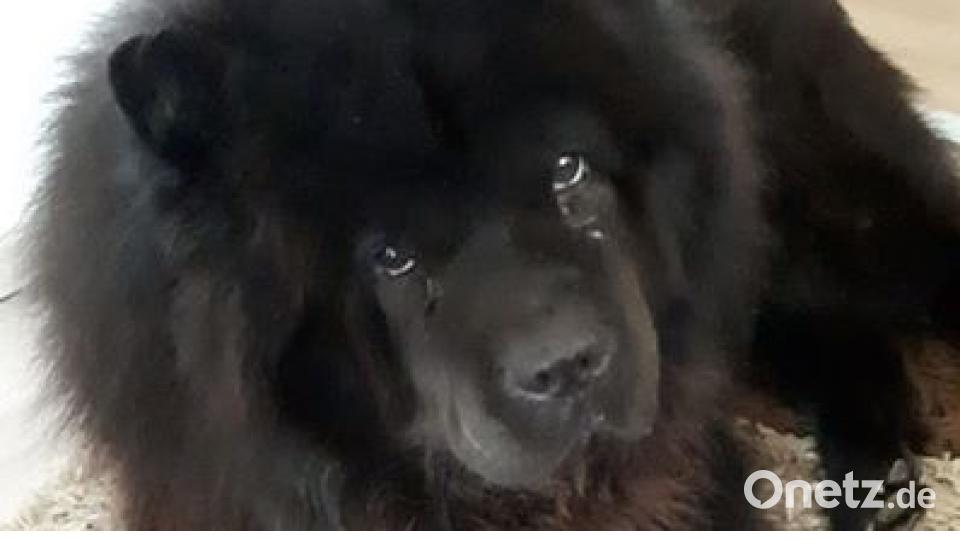 Am 10. Oktober war Welthundetag. Das sind eure Lieblinge. Bild: Kathrin Lee