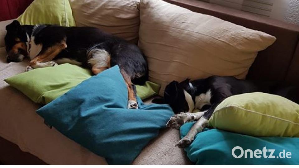 Am 10. Oktober war Welthundetag. Das sind eure Lieblinge. Bild: Sigrun Eichmann