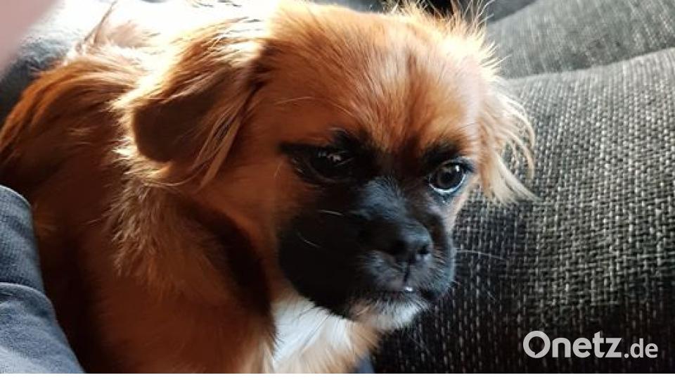 Zum Welthundetag zeigen die Nutzer von onetz.de Bilder ihrer Vierbeiner. Bild: An Ja