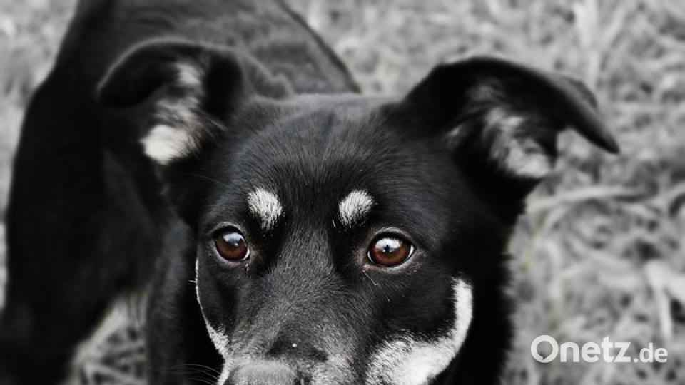 Zum Welthundetag zeigen die Nutzer von onetz.de Bilder ihrer Vierbeiner. Bild: Lis Kelly N