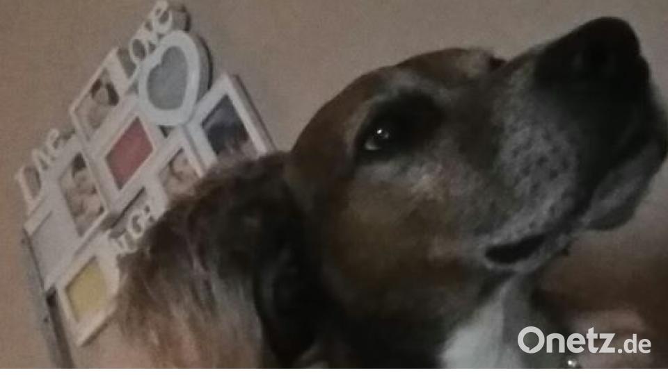 Am 10. Oktober war Welthundetag. Das sind eure Lieblinge. Bild: Jutta Maria Reiter