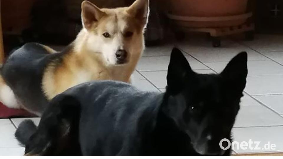 Am 10. Oktober war Welthundetag. Das sind eure Lieblinge. Bild: Antje Fuchs