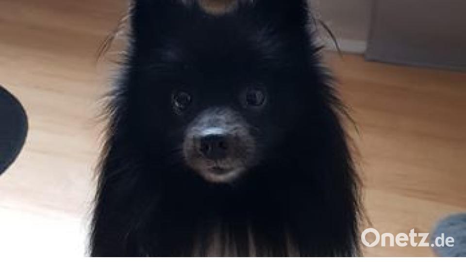 Zum Welthundetag zeigen die Nutzer von onetz.de Bilder ihrer Vierbeiner. Bild: Jasmin Reichl