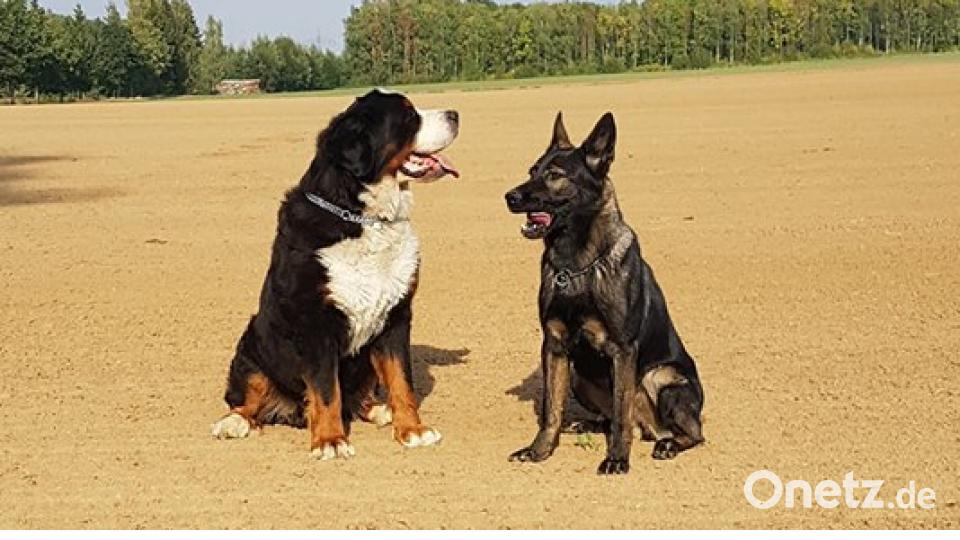 Zum Welthundetag zeigen unsere Nutzer Bilder Ihrer Vierbeiner. Bild: Stephan Eichholz