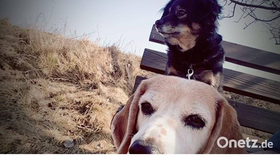 Am 10. Oktober war Welthundetag. Das sind eure Lieblinge. Bild: Nina Danzl