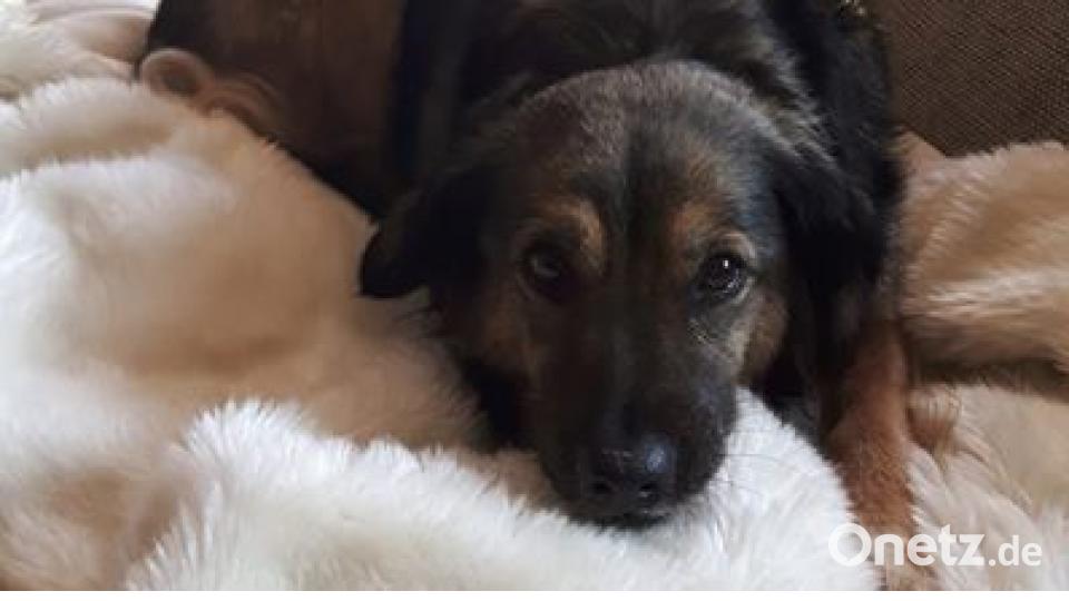 Am 10. Oktober war Welthundetag. Das sind eure Lieblinge. Bild: Nicole Nigg