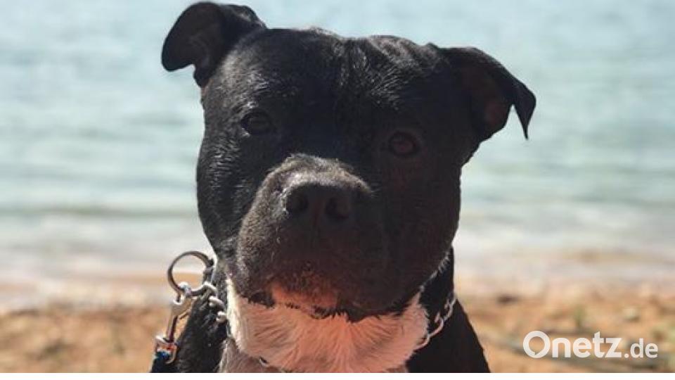 Am 10. Oktober war Welthundetag. Das sind eure Lieblinge. Bild: Ina Tamplon