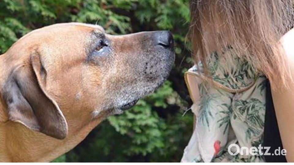 Am 10. Oktober war Welthundetag. Das sind eure Lieblinge. Bild: Mell Rochelt