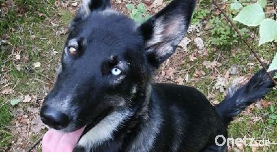 Zum Welthundetag zeigen unsere Nutzer Bilder Ihrer Vierbeiner. Bild: Alexander Unger