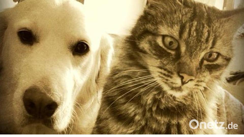 Zum Welthundetag zeigen die Nutzer von onetz.de Bilder ihrer Vierbeiner. Bild: Micha Katharina Kra