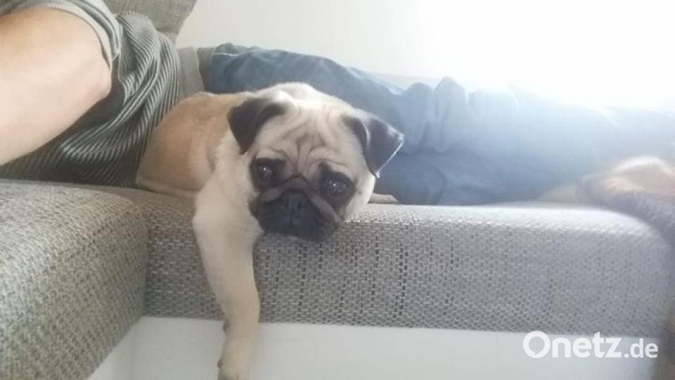 Zum Welthundetag zeigen unsere Nutzer Bilder Ihrer Vierbeiner. Bild: Sebastian Herzog