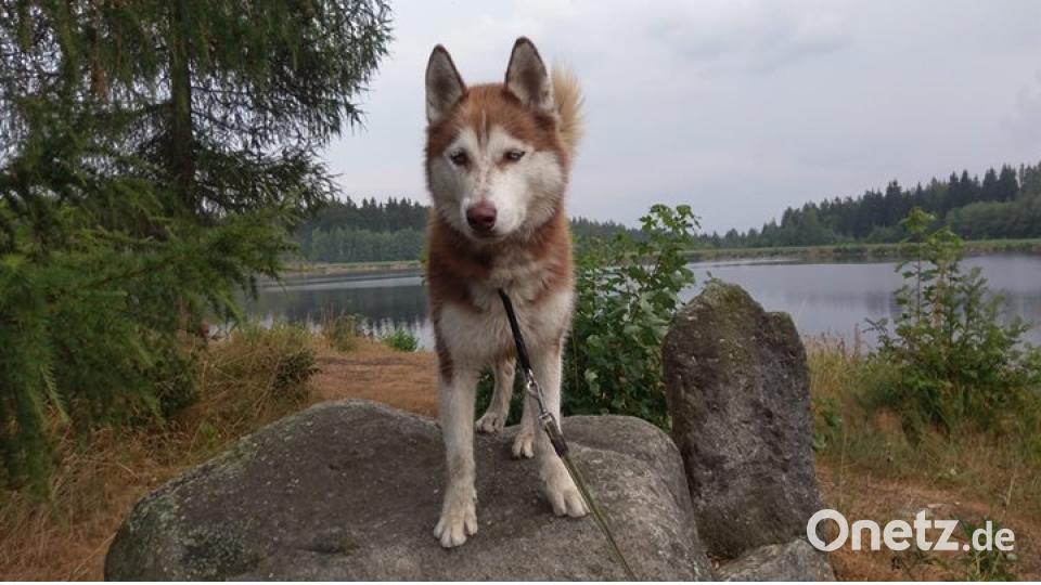 Am 10. Oktober war Welthundetag. Das sind eure Lieblinge. Bild: Anja Voit