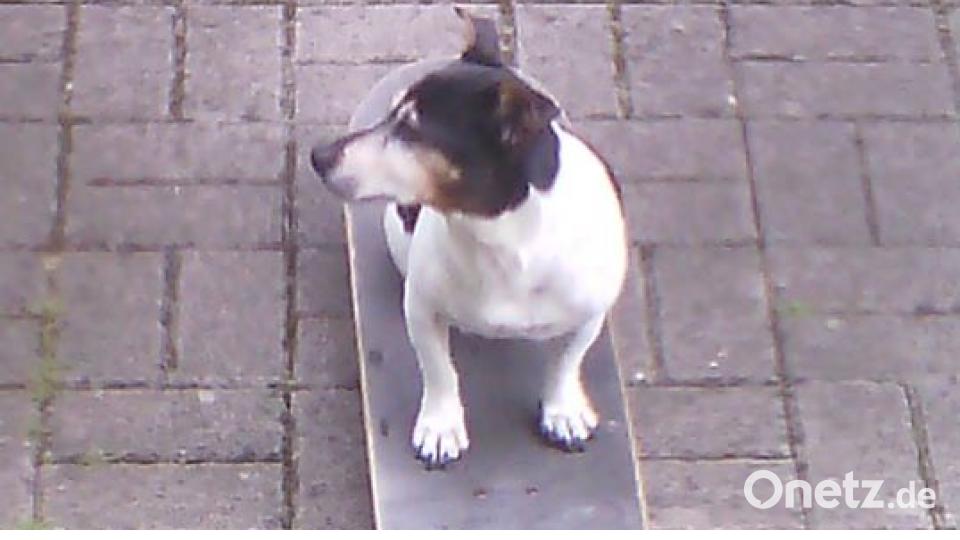 Zum Welthundetag zeigen unsere Nutzer Bilder Ihrer Vierbeiner. Bild: Nicole Danner