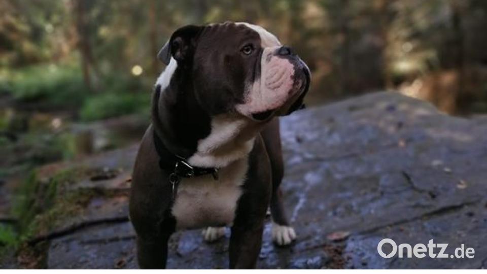 Am 10. Oktober war Welthundetag. Das sind eure Lieblinge. Bild: Da Ni