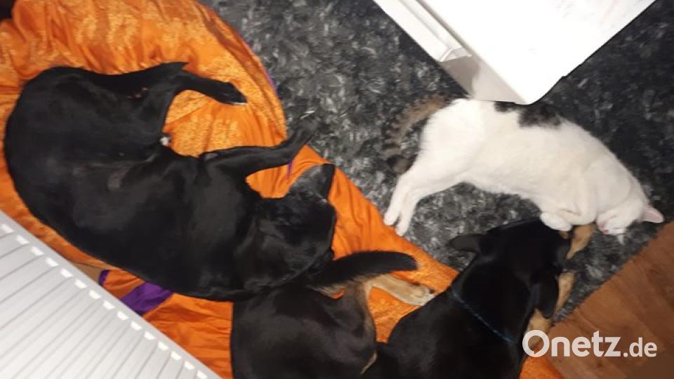 Zum Welthundetag zeigen unsere Nutzer Bilder Ihrer Vierbeiner. Bild: Bee Kay