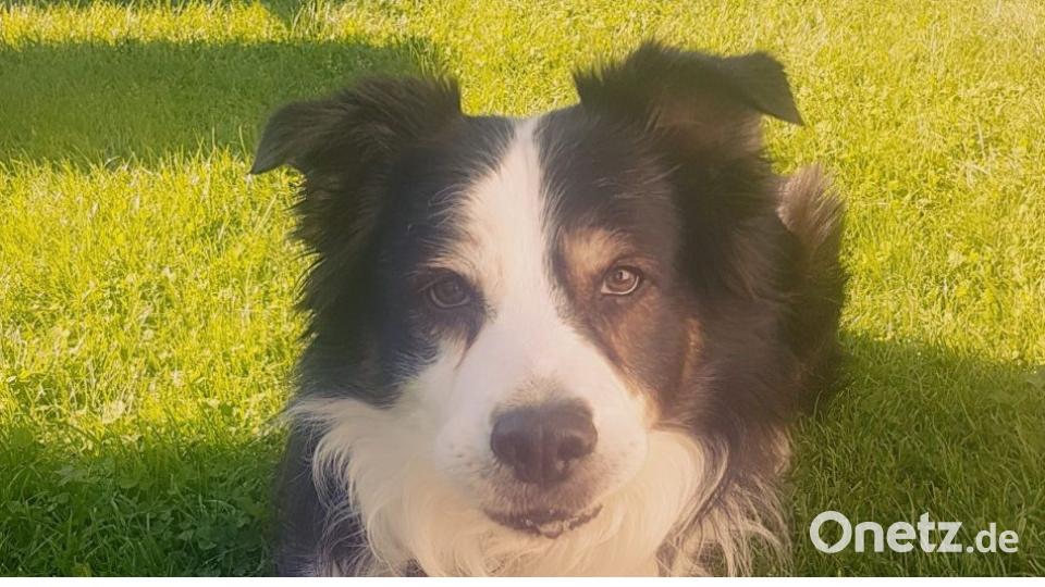 Am 10. Oktober war Welthundetag. Das sind eure Lieblinge. Bild: Julia Fischer