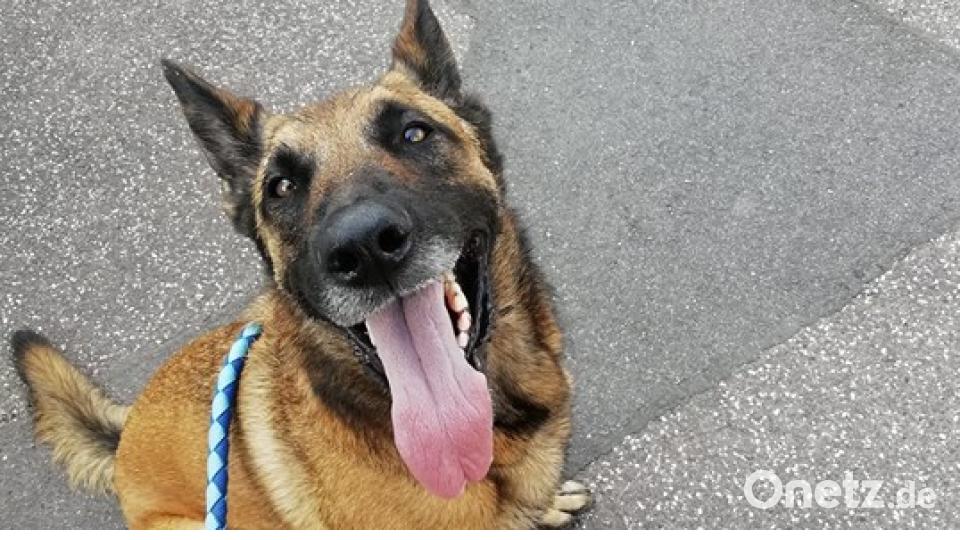 Am 10. Oktober war Welthundetag. Das sind eure Lieblinge. Bild: Viktor Ka