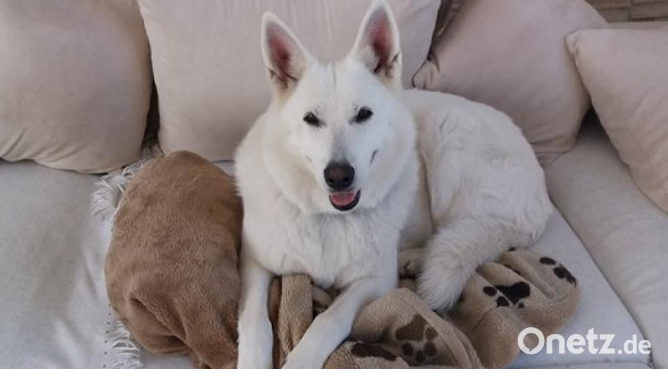 Am 10. Oktober war Welthundetag. Das sind eure Lieblinge. Bild: Manuela Hecker