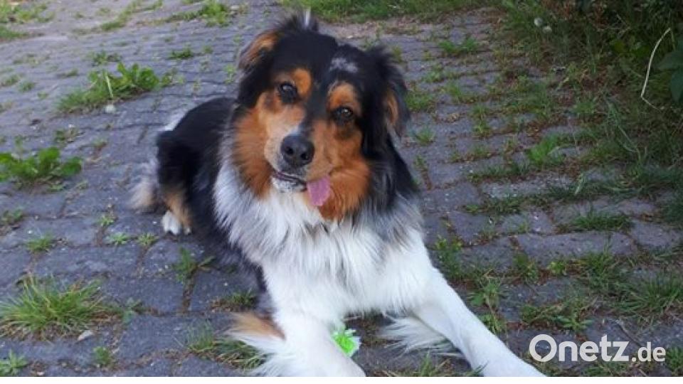 Am 10. Oktober war Welthundetag. Das sind eure Lieblinge. Bild: Eri Ko