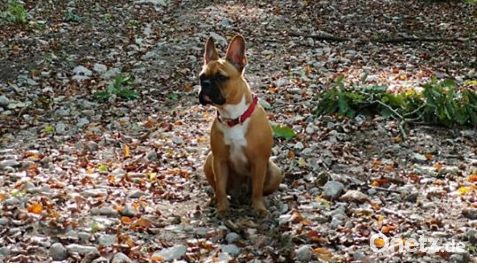 Am 10. Oktober war Welthundetag. Das sind eure Lieblinge. Bild: Darya Yallah