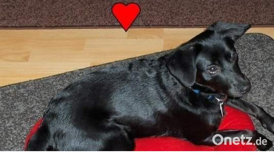 Zum Welthundetag zeigen unsere Nutzer Bilder Ihrer Vierbeiner. Bild: Doris Rath