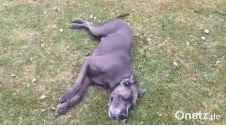 Zum Welthundetag zeigen die Nutzer von onetz.de Bilder ihrer Vierbeiner. Bild: Sonja Davis