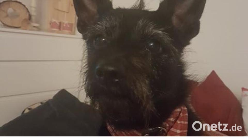 Am 10. Oktober war Welthundetag. Das sind eure Lieblinge. Bild: An Ja Krank