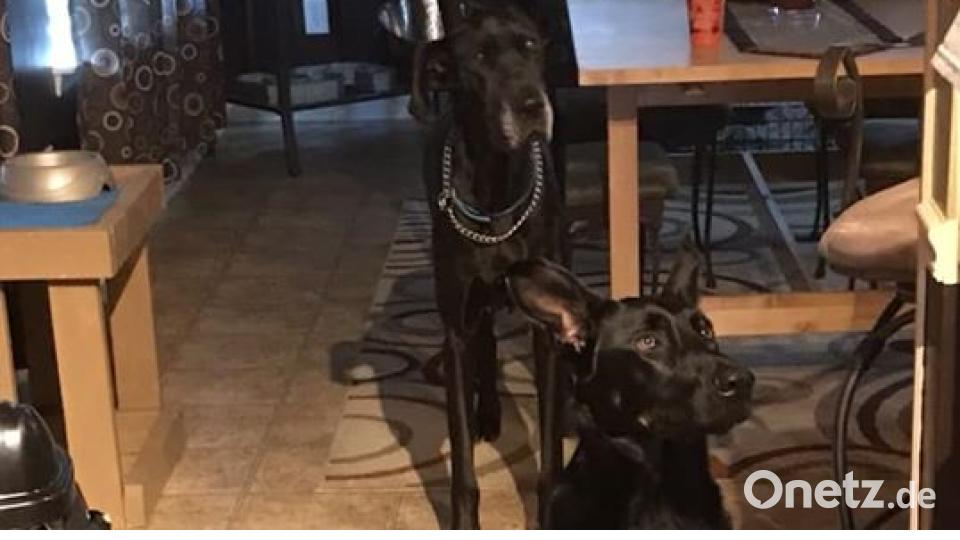 Am 10. Oktober war Welthundetag. Das sind eure Lieblinge. Bild: Melissa Snook