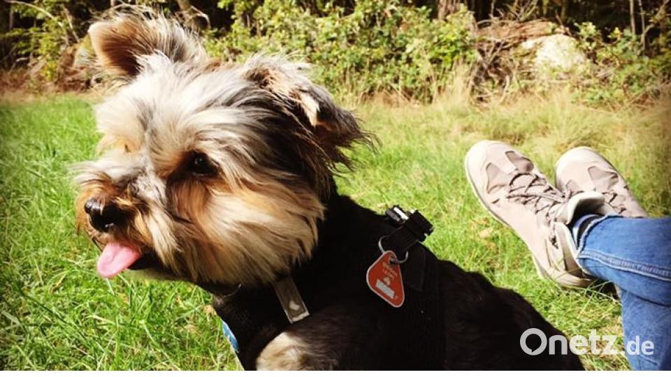 Am 10. Oktober war Welthundetag. Das sind eure Lieblinge. Bild: Melanie Reichelt