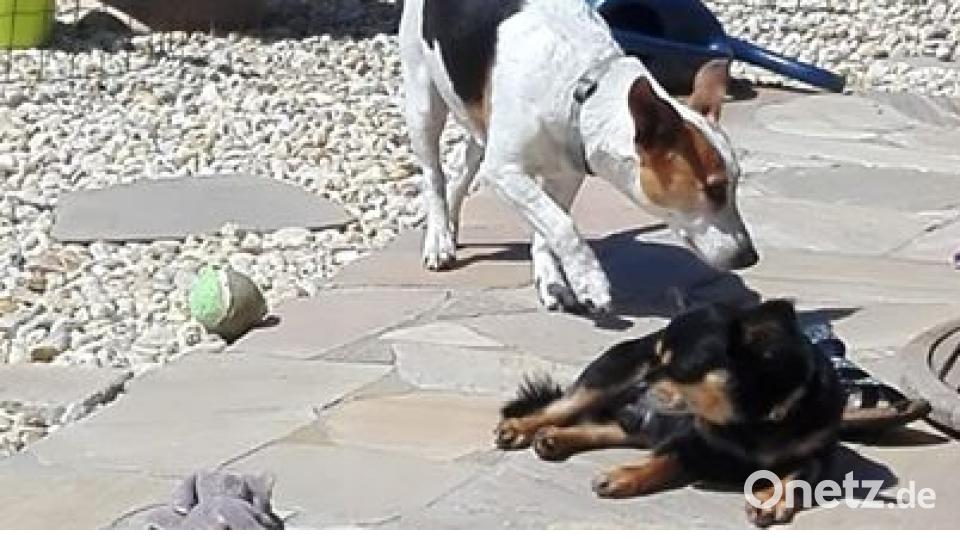 Zum Welthundetag zeigen unsere Nutzer Bilder Ihrer Vierbeiner. Bild: Dreele Treele