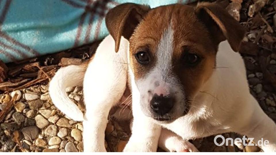 Am 10. Oktober war Welthundetag. Das sind eure Lieblinge. Bild: Barbara Grüner