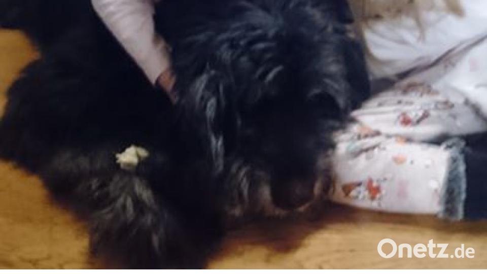 Am 10. Oktober war Welthundetag. Das sind eure Lieblinge. Bild: Sabrina Obermeier