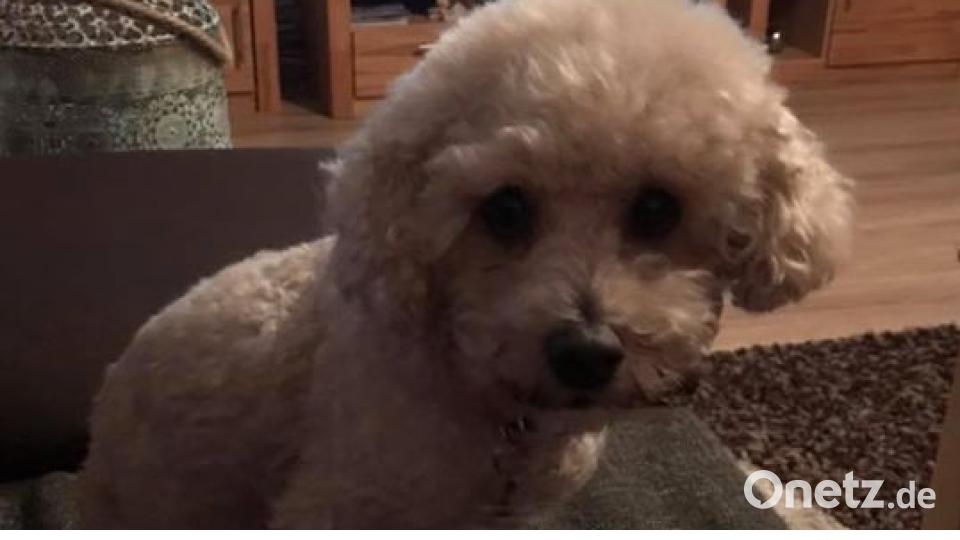 Am 10. Oktober war Welthundetag. Das sind eure Lieblinge. Bild: Diana Janda