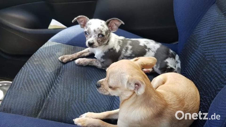 Am 10. Oktober war Welthundetag. Das sind eure Lieblinge. Bild: Jaqueline Hackl