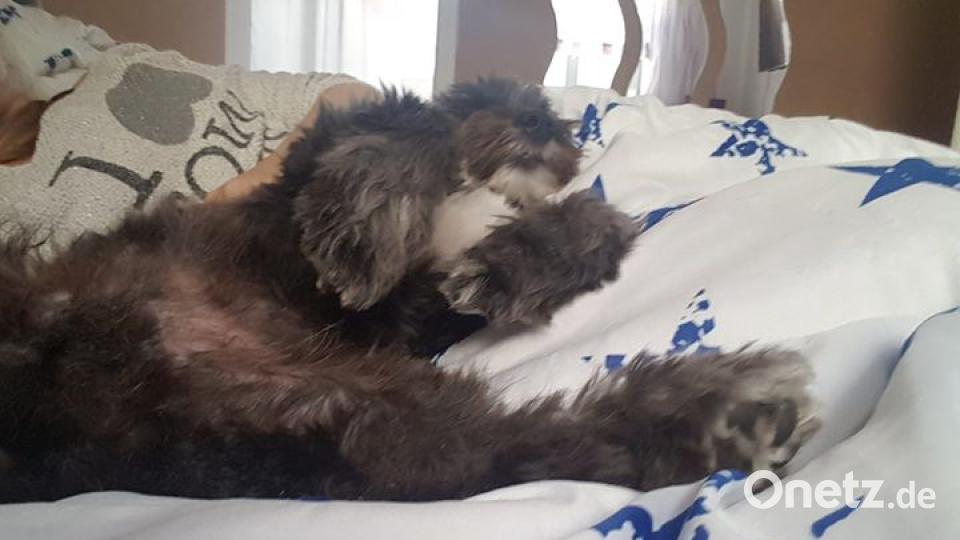 Am 10. Oktober war Welthundetag. Das sind eure Lieblinge. Bild: Bianca Zischka