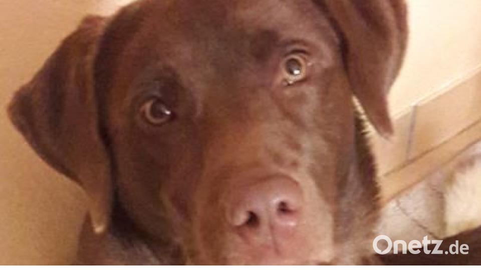 Am 10. Oktober war Welthundetag. Das sind eure Lieblinge. Bild: Martina Dötsch