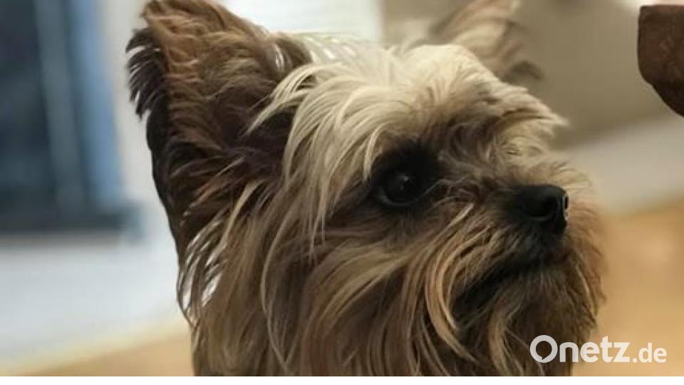 Zum Welthundetag zeigen die Nutzer von onetz.de Bilder ihrer Vierbeiner. Bild: Kevin Guiseppe Gianelli