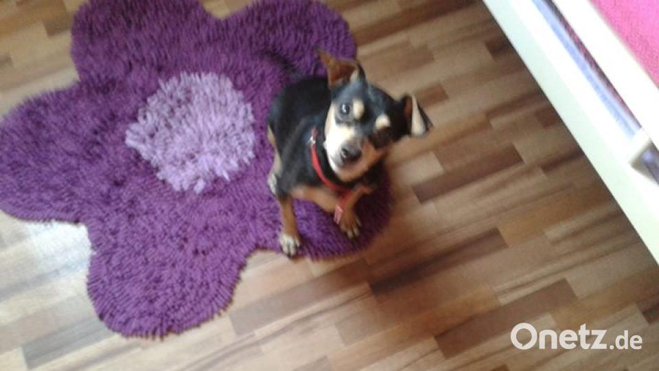 Am 10. Oktober war Welthundetag. Das sind eure Lieblinge. Bild: Inge Sasser