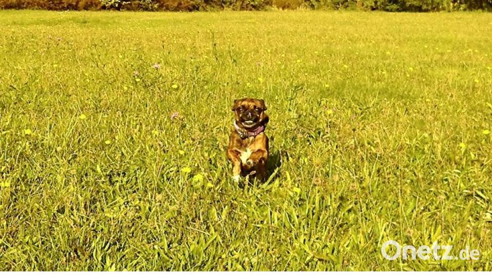 Am 10. Oktober war Welthundetag. Das sind eure Lieblinge. Bild: Jessy Dedda